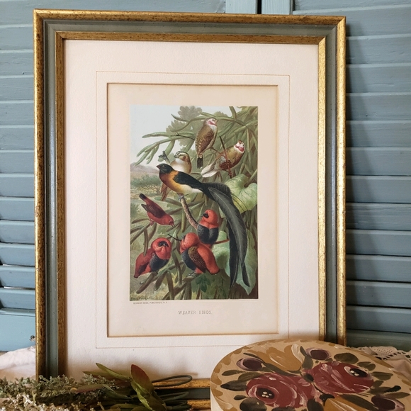 Weaver Birds Framed Lithograph Print Botanicall